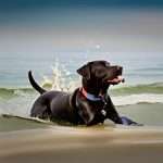 Is a black live with his belly in the ocean