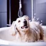 A little white dog getting a bath