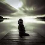 A dog on the dock looking into the water