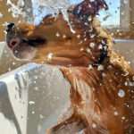 Wet dog playing in water