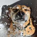 A dog being rinsed off
